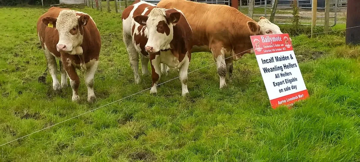 Breeding heifers - Image 4