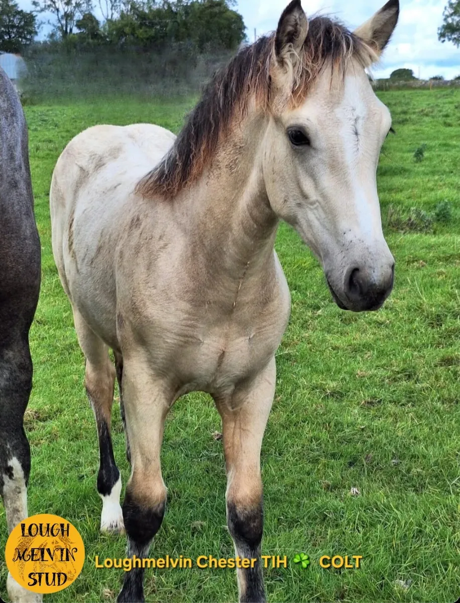 2025 TIH COLT FOALS - Image 2
