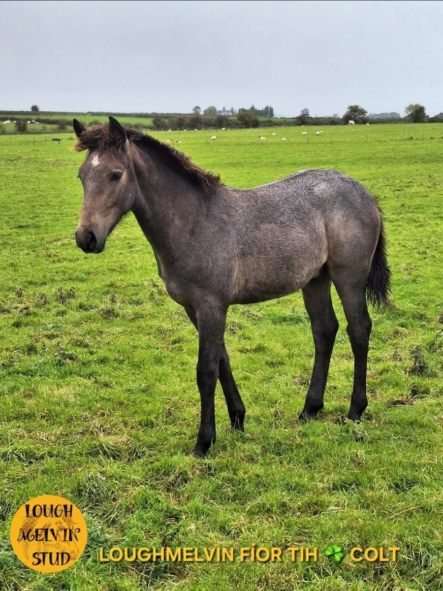 2025 TIH COLT FOALS - Image 3