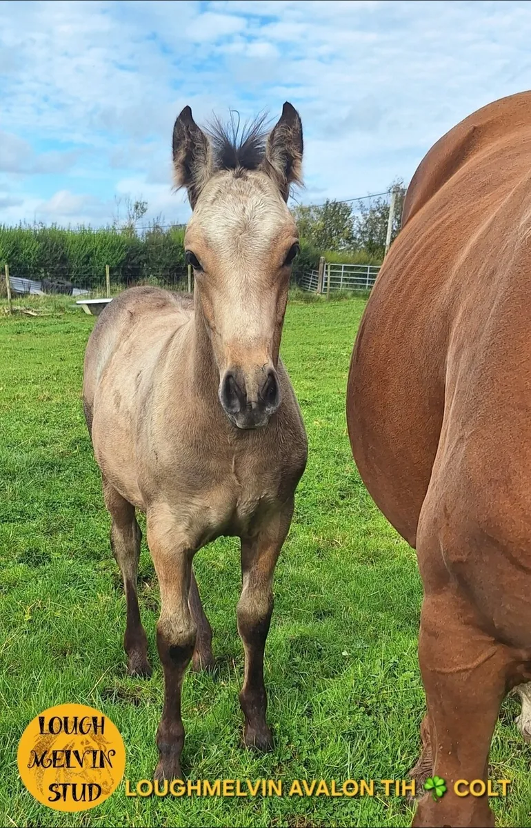 2025 TIH COLT FOALS - Image 4