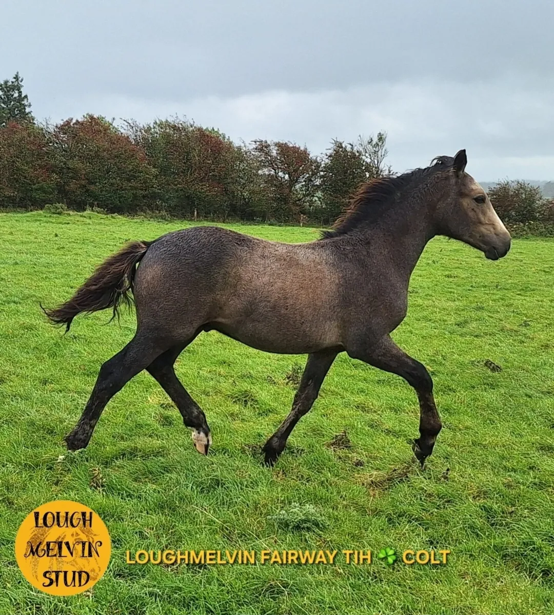 2025 TIH COLT FOALS - Image 3