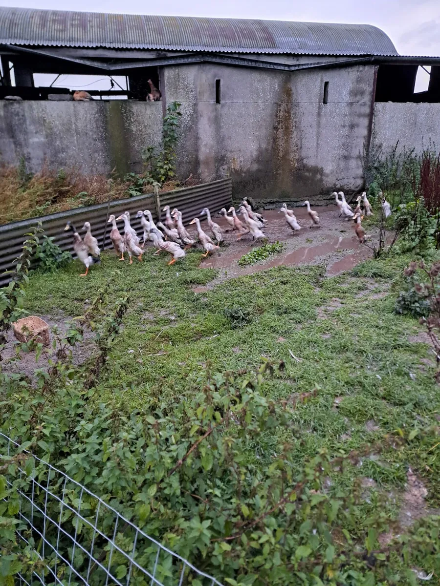 Runner Ducks - Image 1