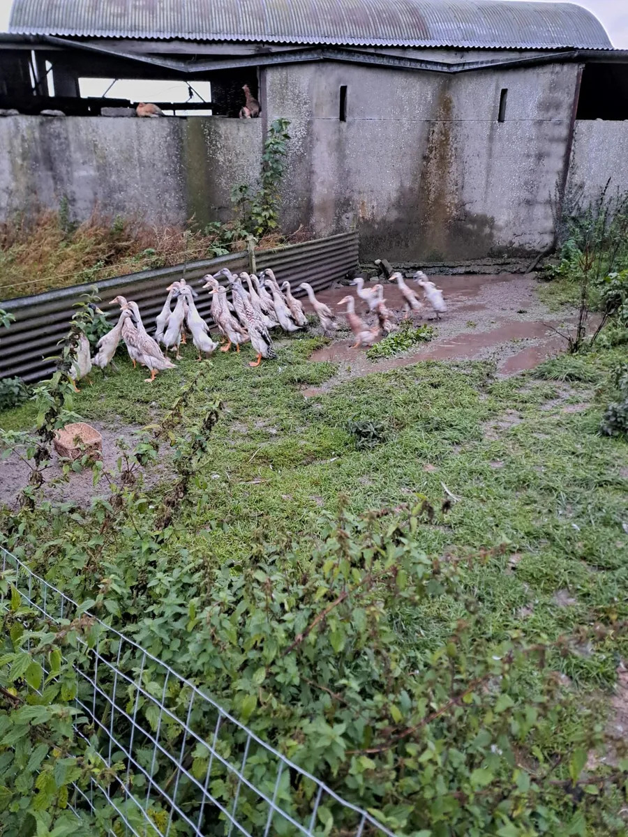 Runner Ducks - Image 3