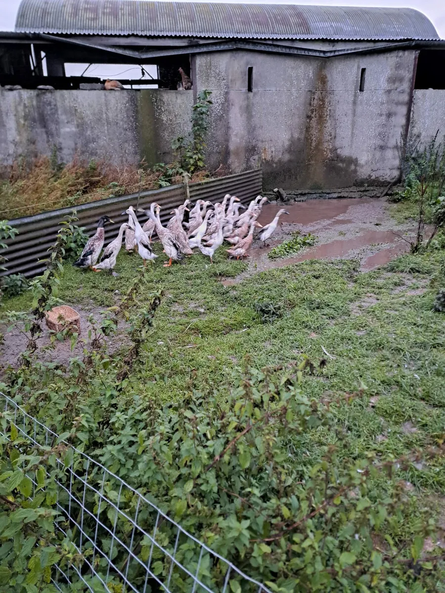 Runner Ducks - Image 4