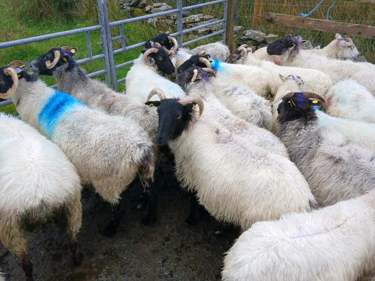 Ewes - Image 1