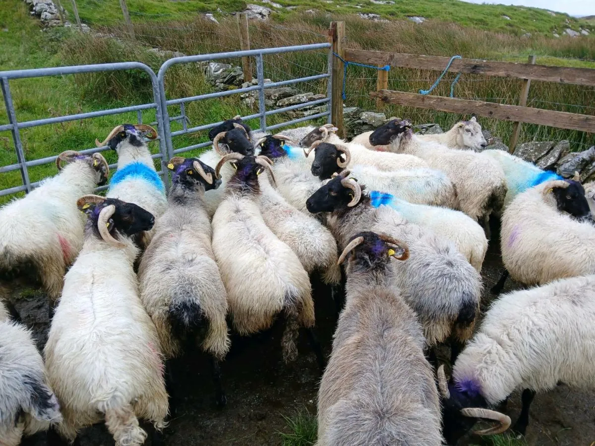 Ewes - Image 2