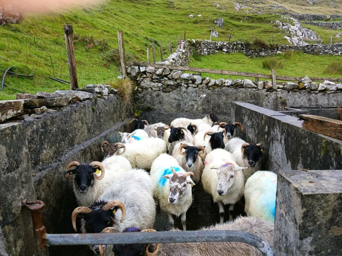Ewes - Image 3