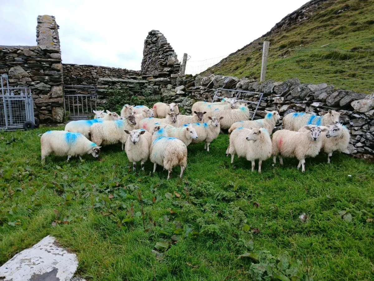 Ewes - Image 4