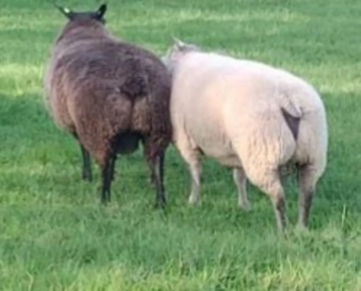 Ram lamb and Hogget rams for sale - Image 1
