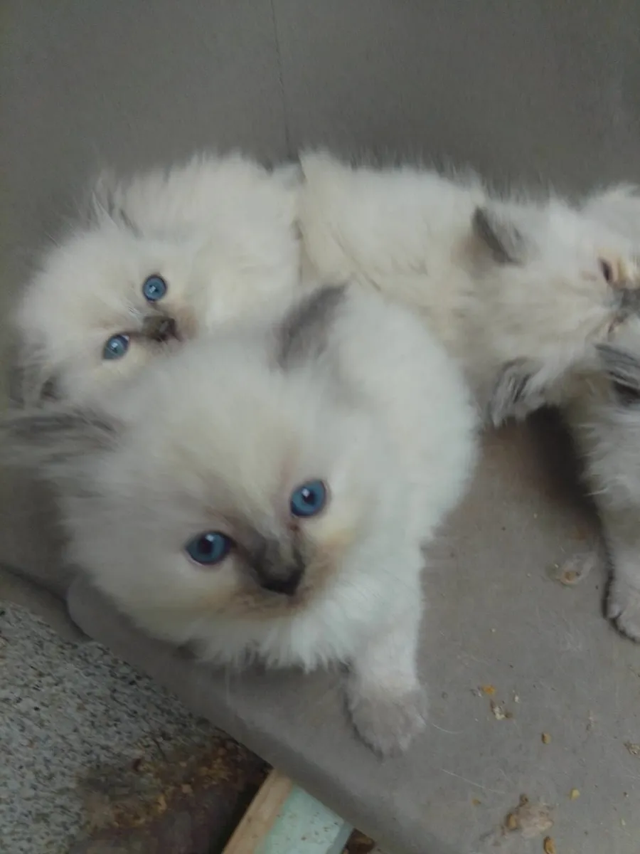 Ragdoll kittens - Image 1