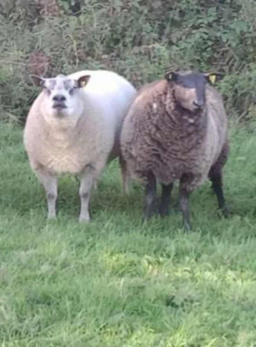 Ram lamb and Hogget rams for sale - Image 2