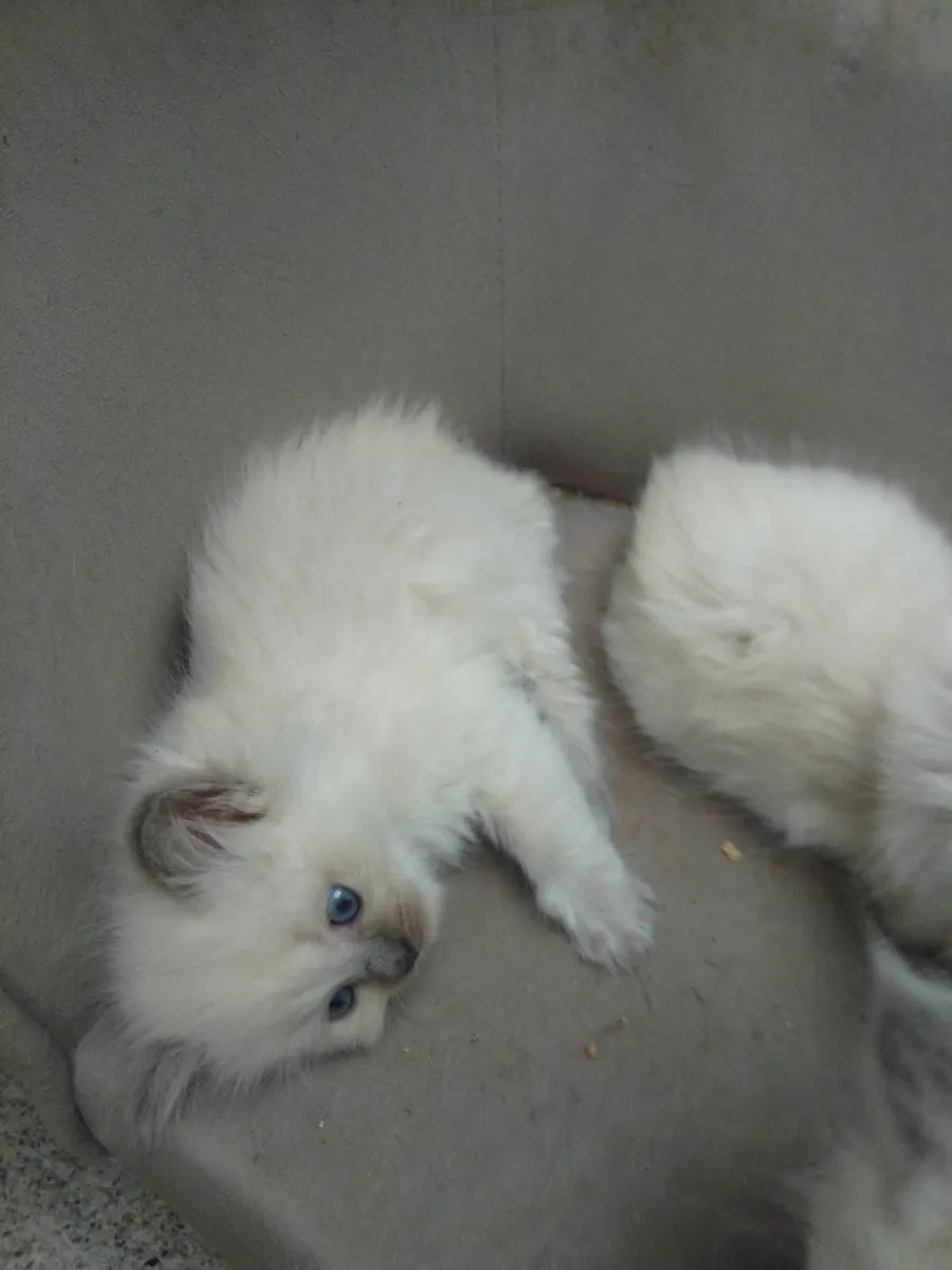 Ragdoll kittens - Image 2