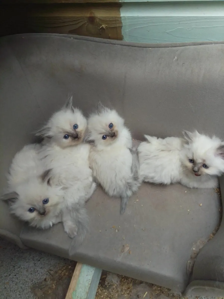 Ragdoll kittens - Image 3