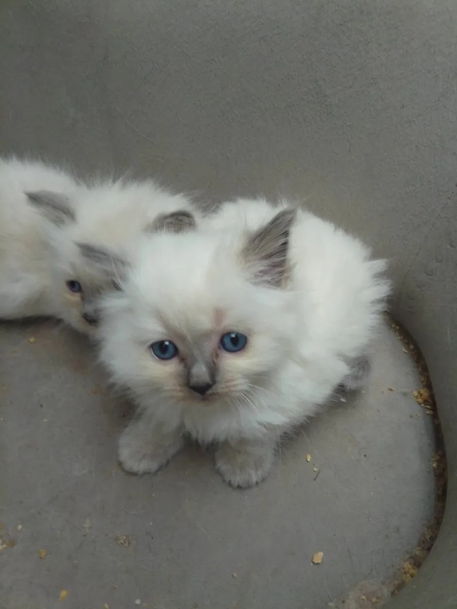 Ragdoll kittens - Image 4
