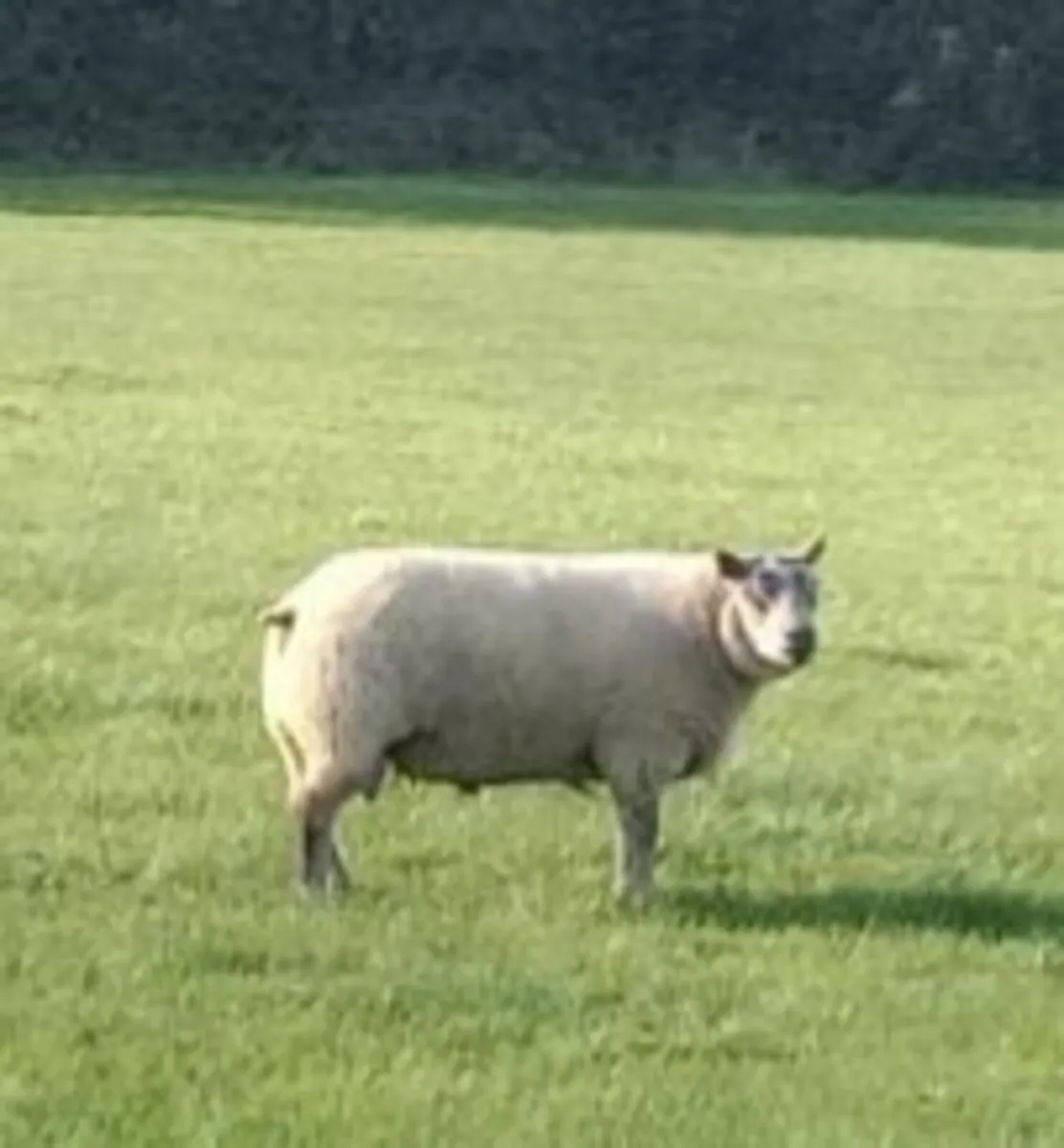 Ram lamb and Hogget rams for sale - Image 3