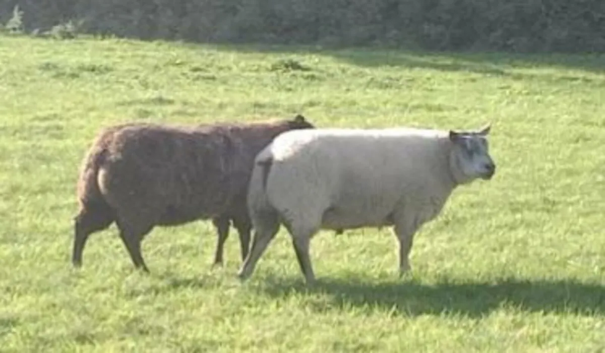 Ram lamb and Hogget rams for sale - Image 4