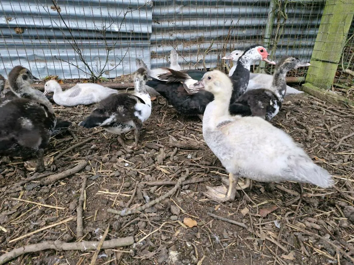 Muscovy ducklings - Image 1