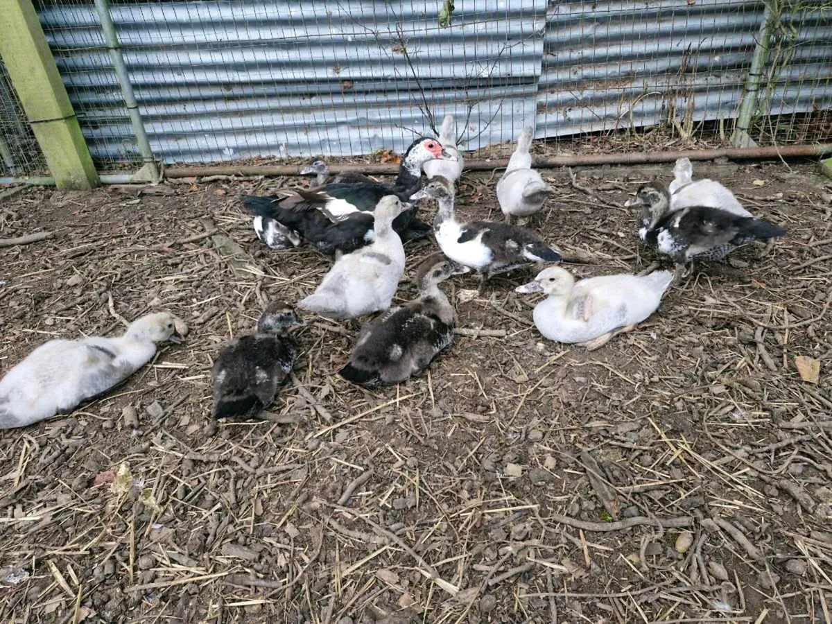Muscovy ducklings - Image 2