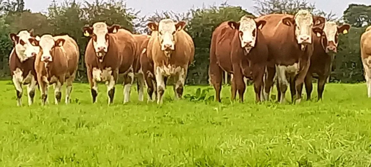 Breeding heifers - Image 3