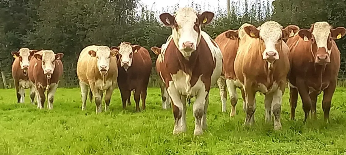 Breeding heifers - Image 2
