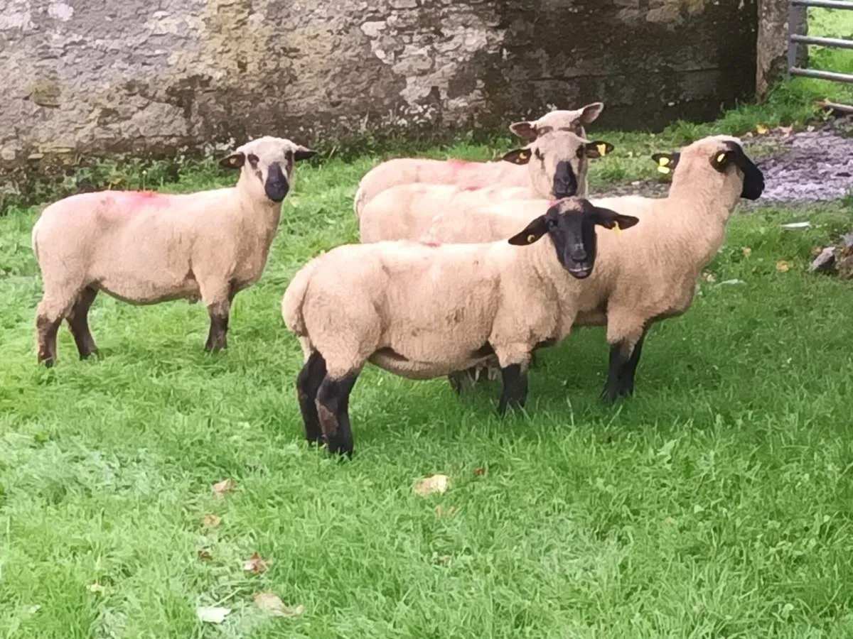 5 Ewes for sale
