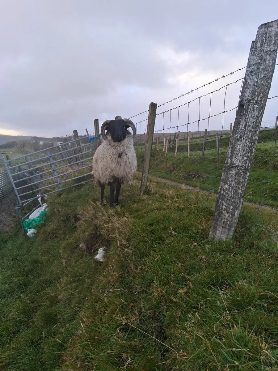 Blackface Mountain Ram Lamb - Image 2