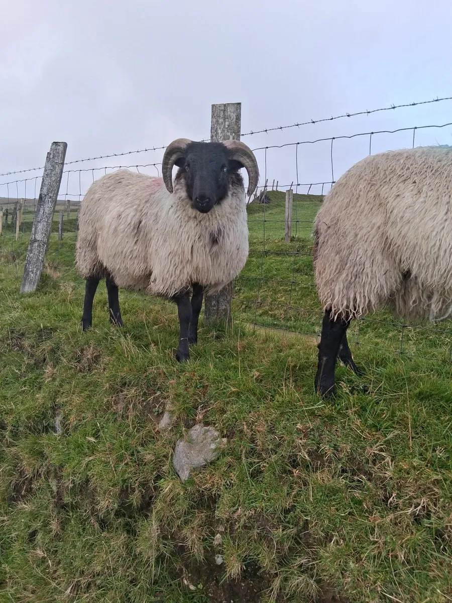 Blackface Mountain Ram Lamb - Image 3