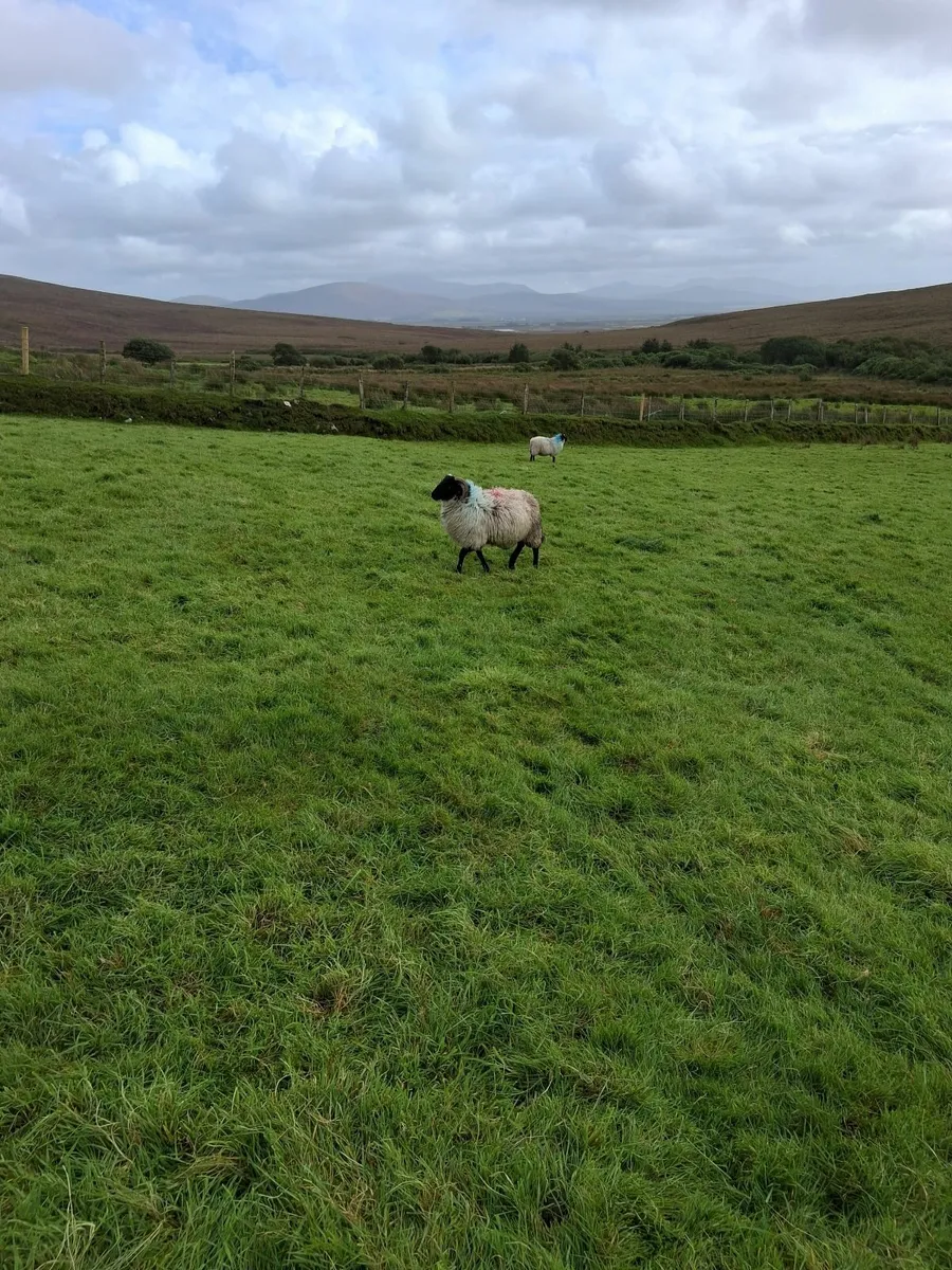 Blackface Mountain Ram Lamb - Image 4