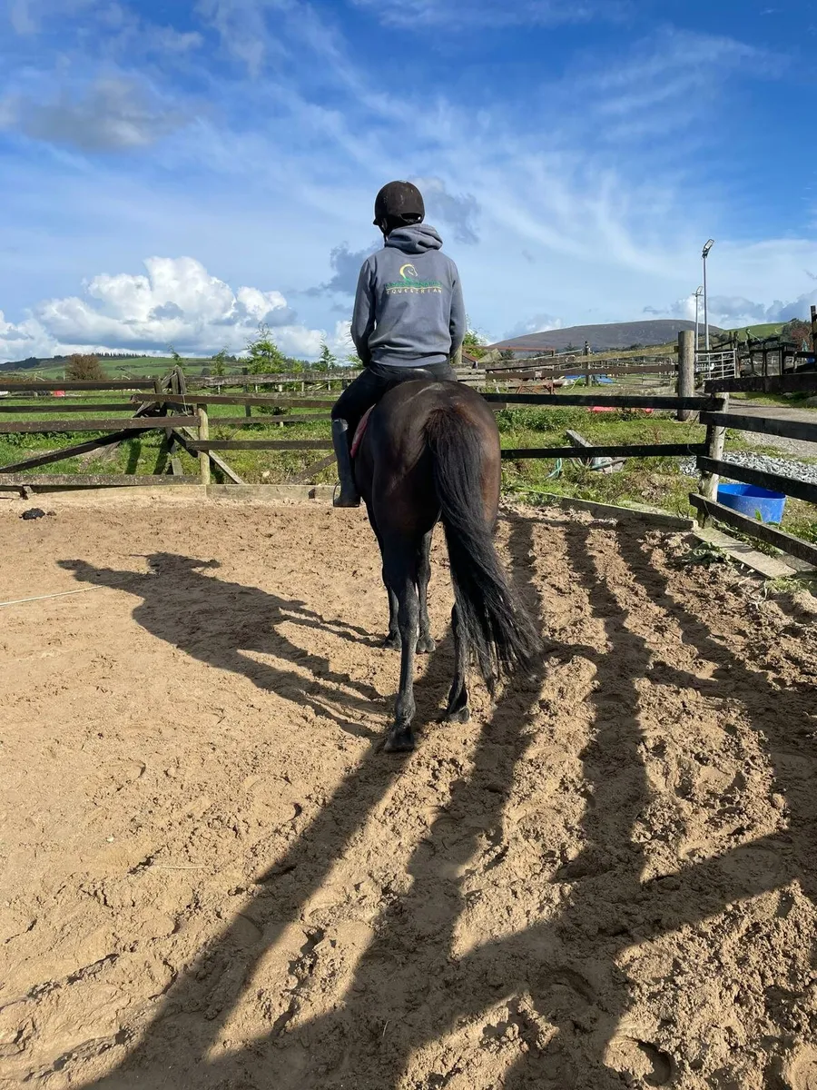 Bay 14h Connie Cross Gelding - Image 2