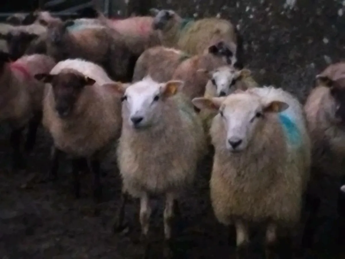 45 Ewe Lamb's - Image 2
