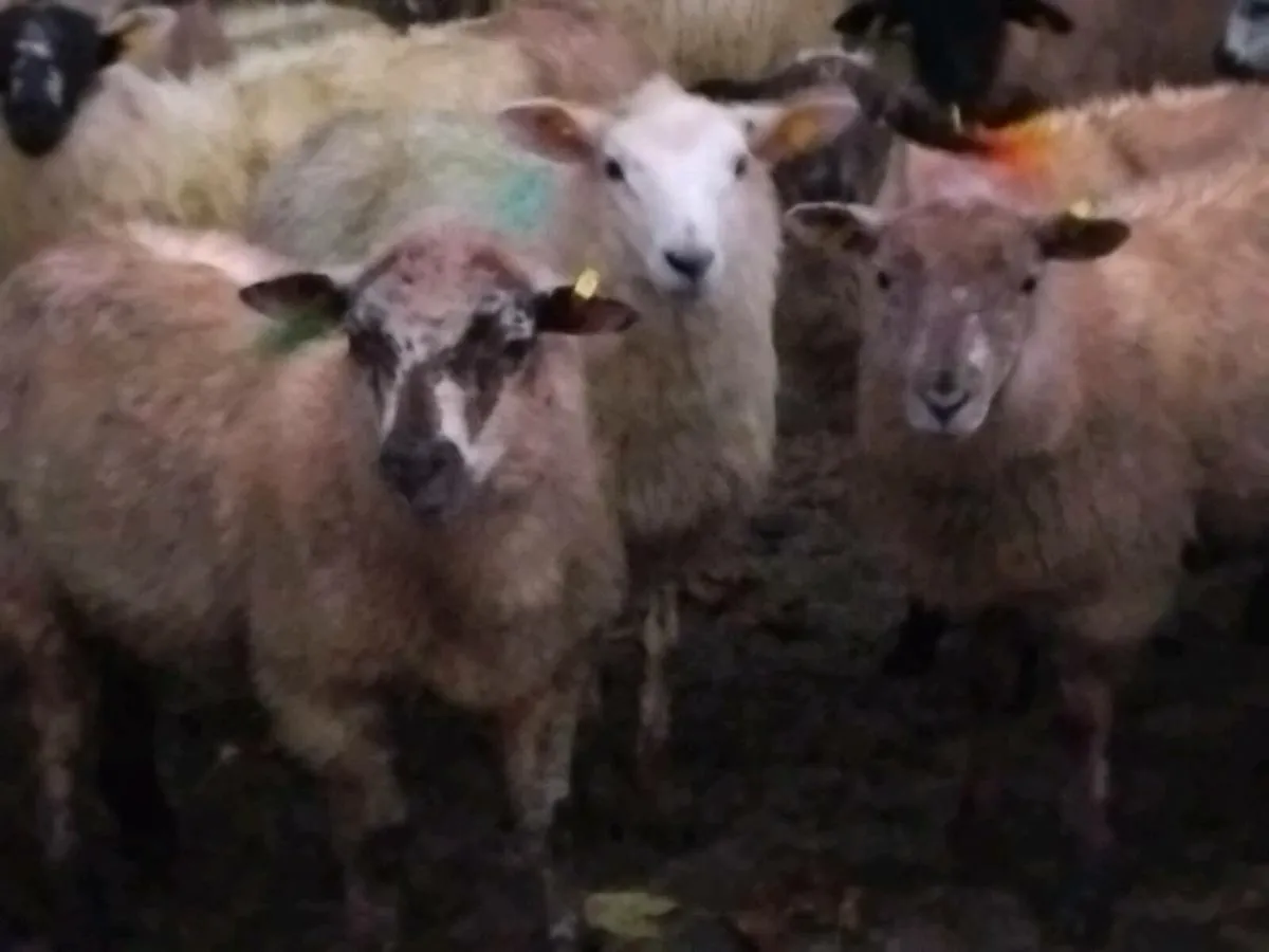 45 Ewe Lamb's - Image 3