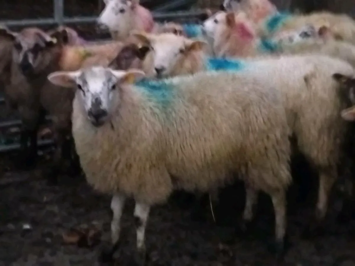 45 Ewe Lamb's - Image 4