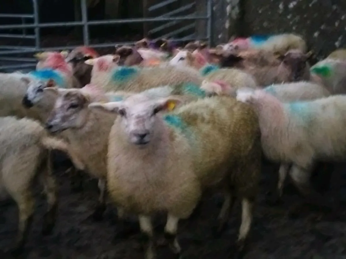 45 Ewe Lamb's - Image 1