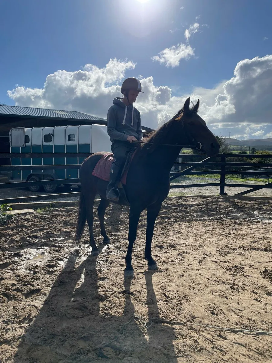 Bay 14h Connie Cross Gelding - Image 1