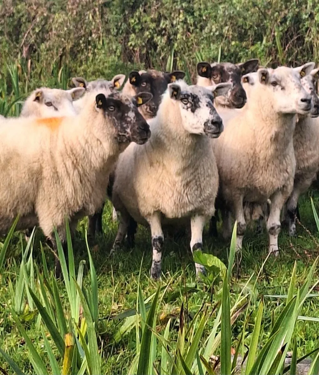 12 Lovely Young Breeding Ewes - Image 1