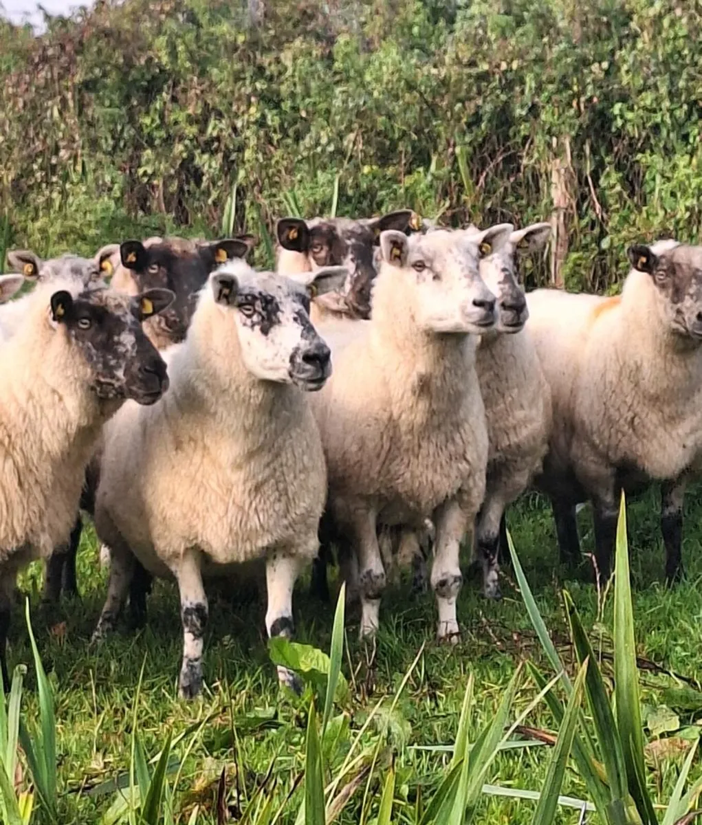 12 Lovely Young Breeding Ewes - Image 2
