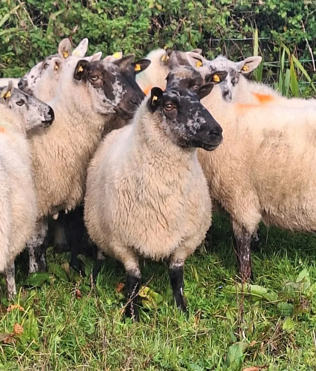 12 Lovely Young Breeding Ewes - Image 3