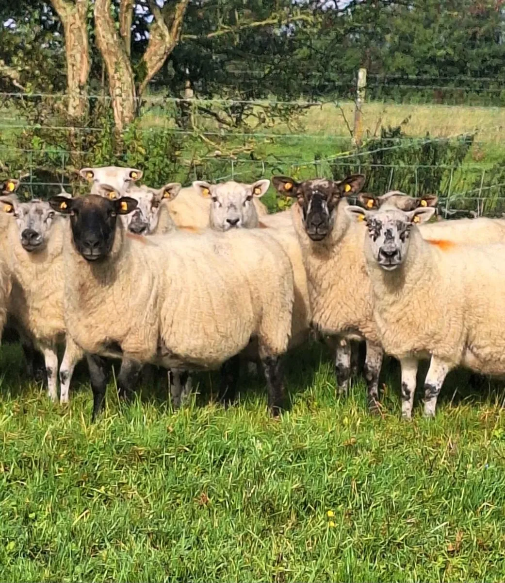 12 Lovely Young Breeding Ewes - Image 4