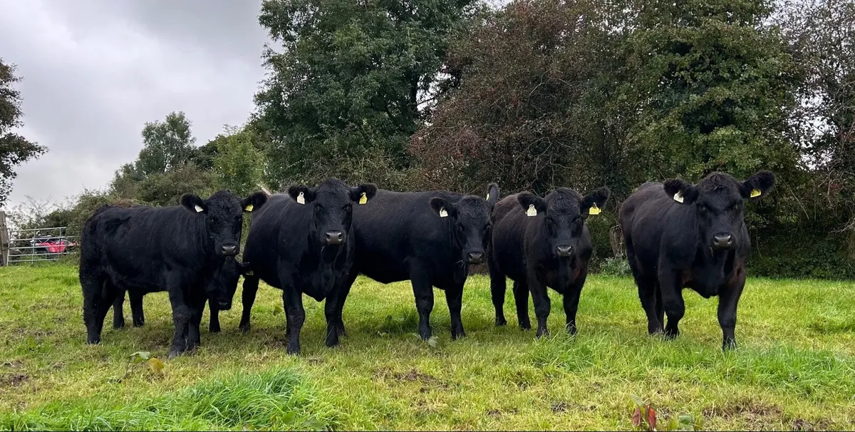 AA Heifers - Image 1