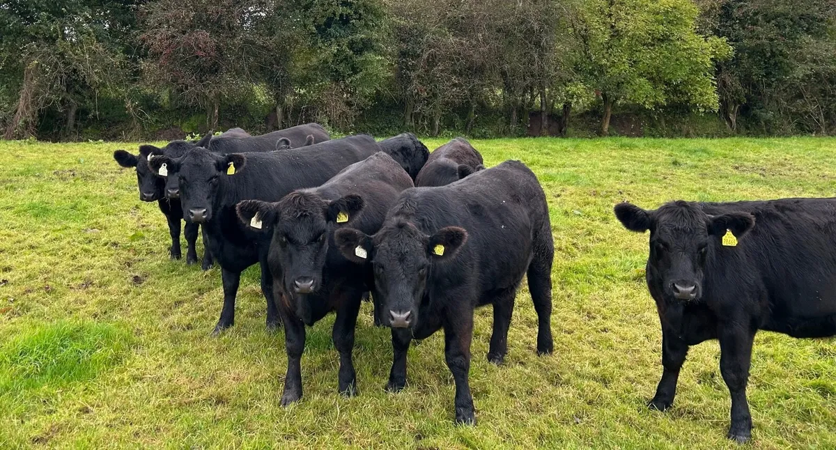 AA Heifers - Image 2