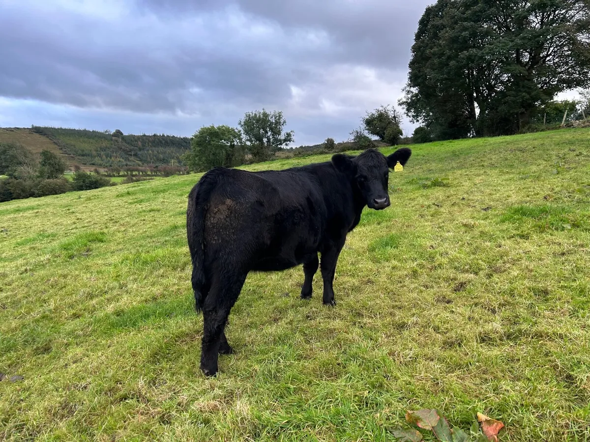 AA Heifers - Image 3