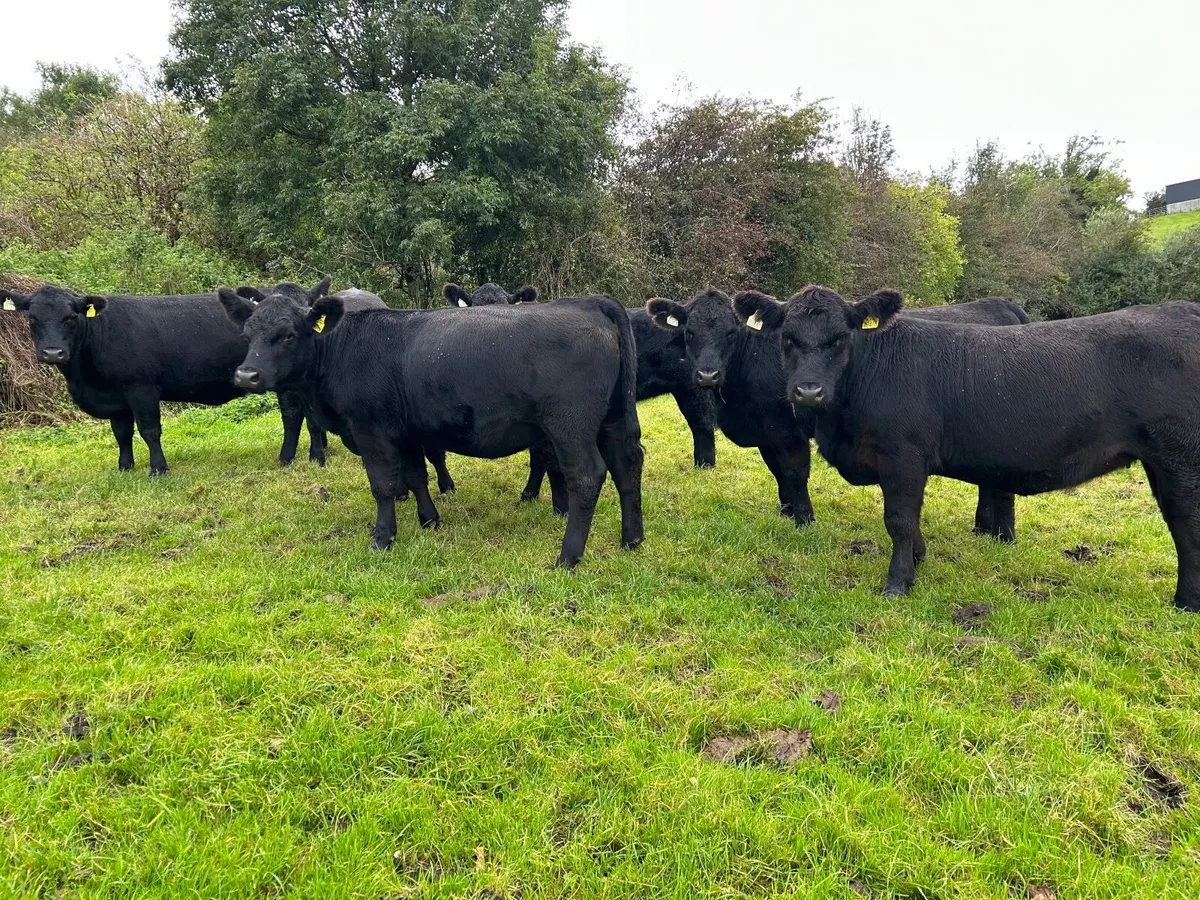 AA Heifers - Image 4