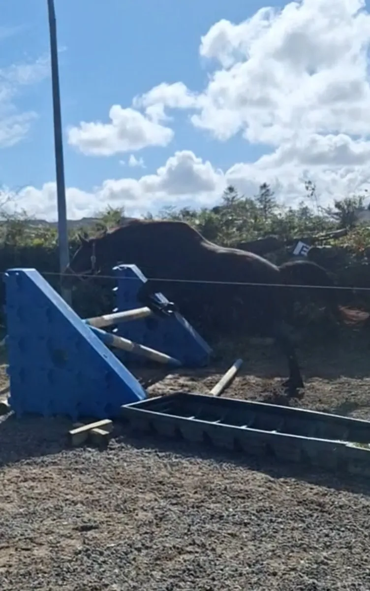 Bay 14h Connie Cross Gelding - Image 3