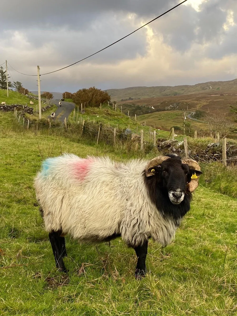 Mayo Rams - Image 1