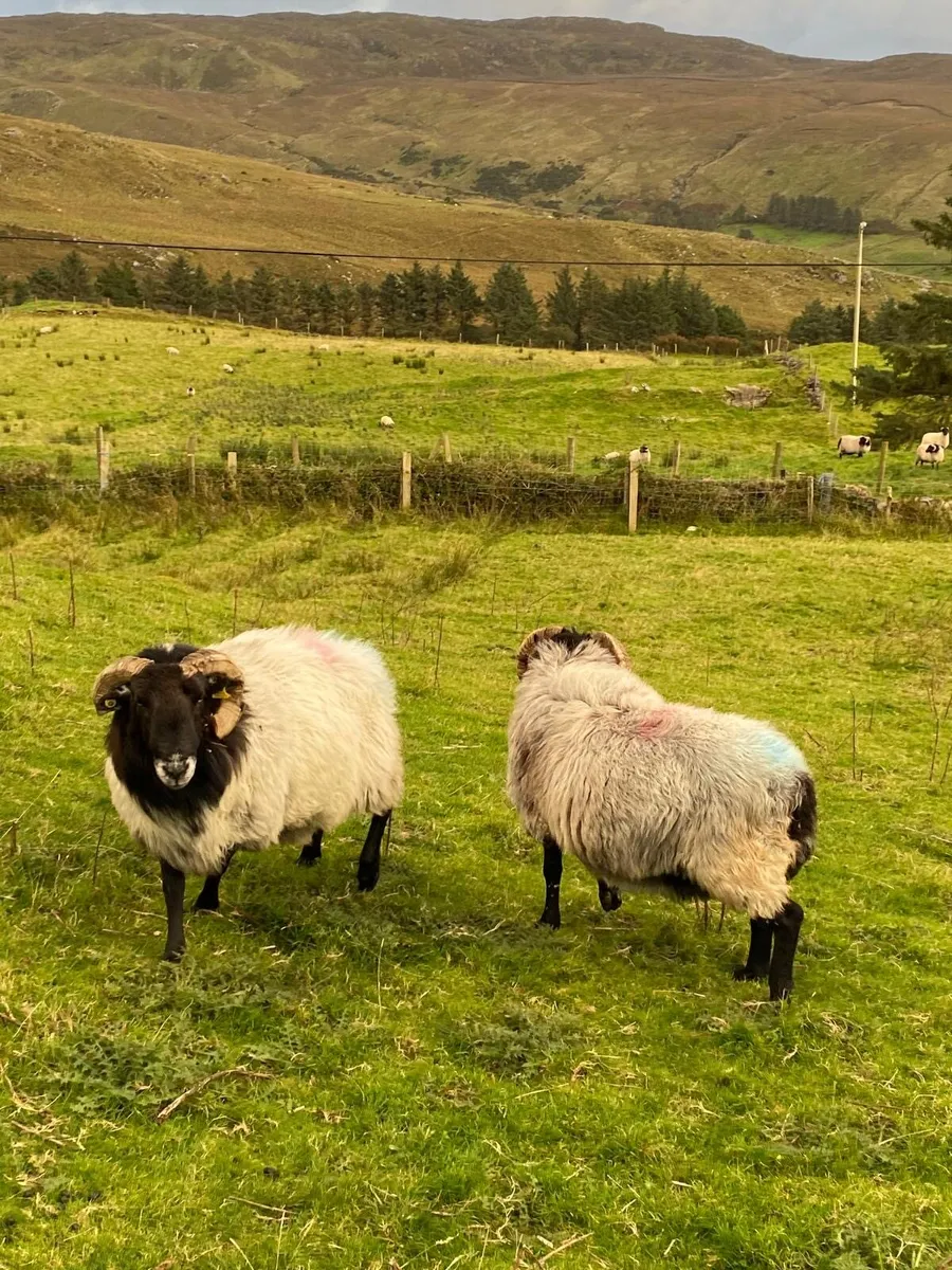 Mayo Rams - Image 2