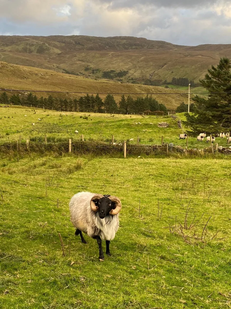 Mayo Rams - Image 4