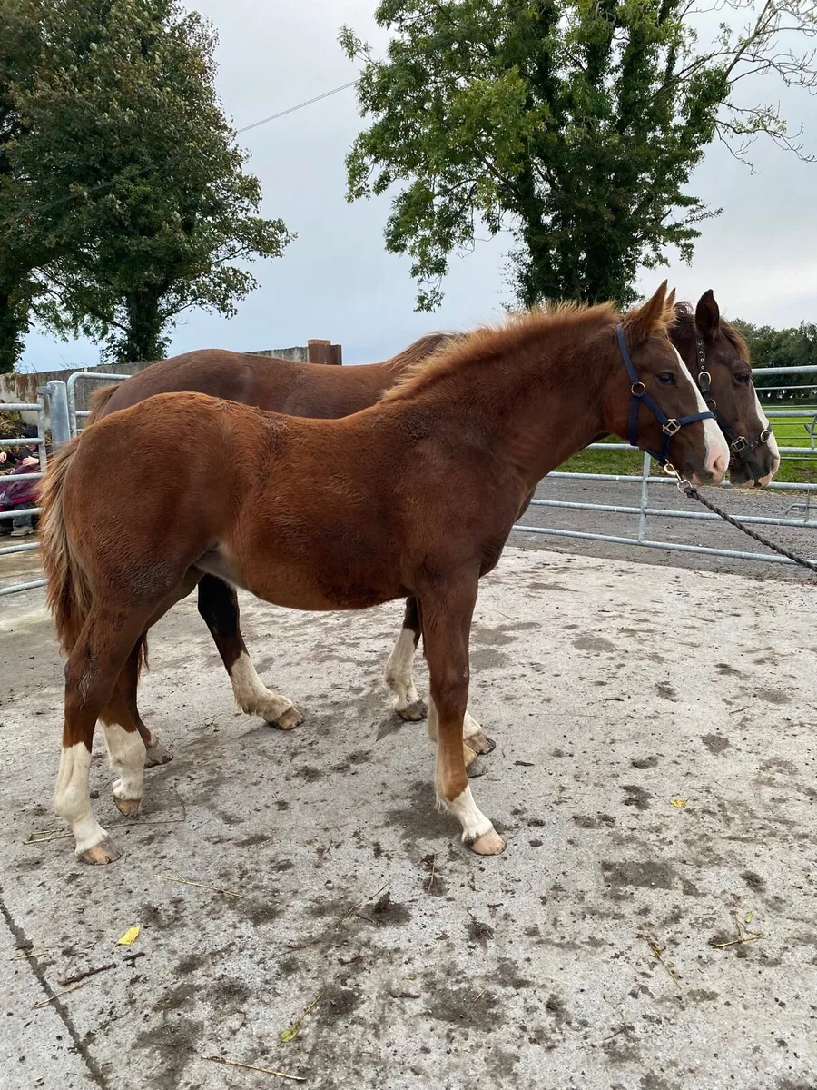 ID filly foal - Image 1