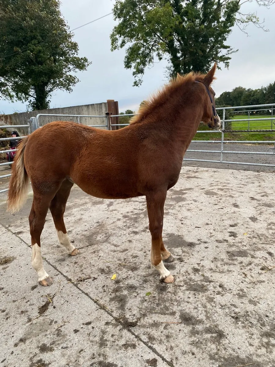 ID filly foal - Image 2