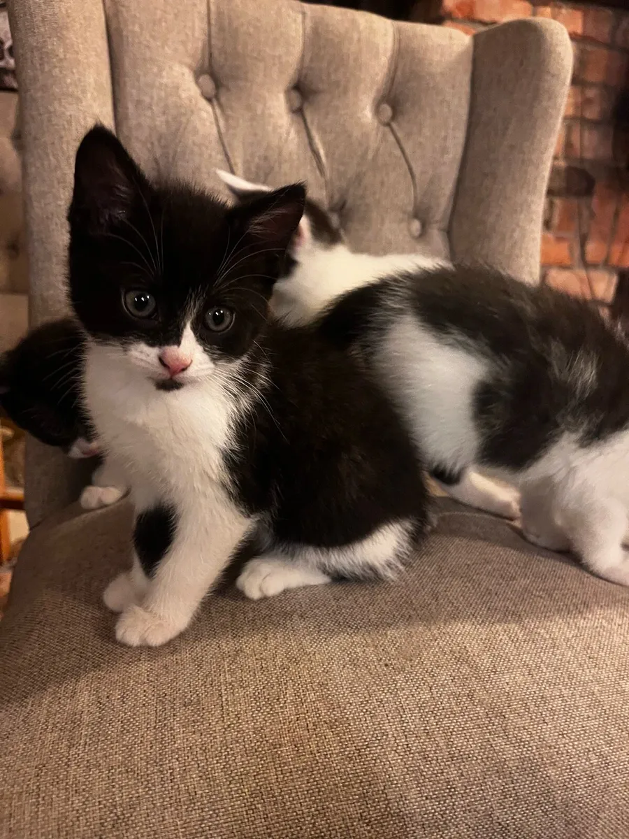 Kittens - Image 1