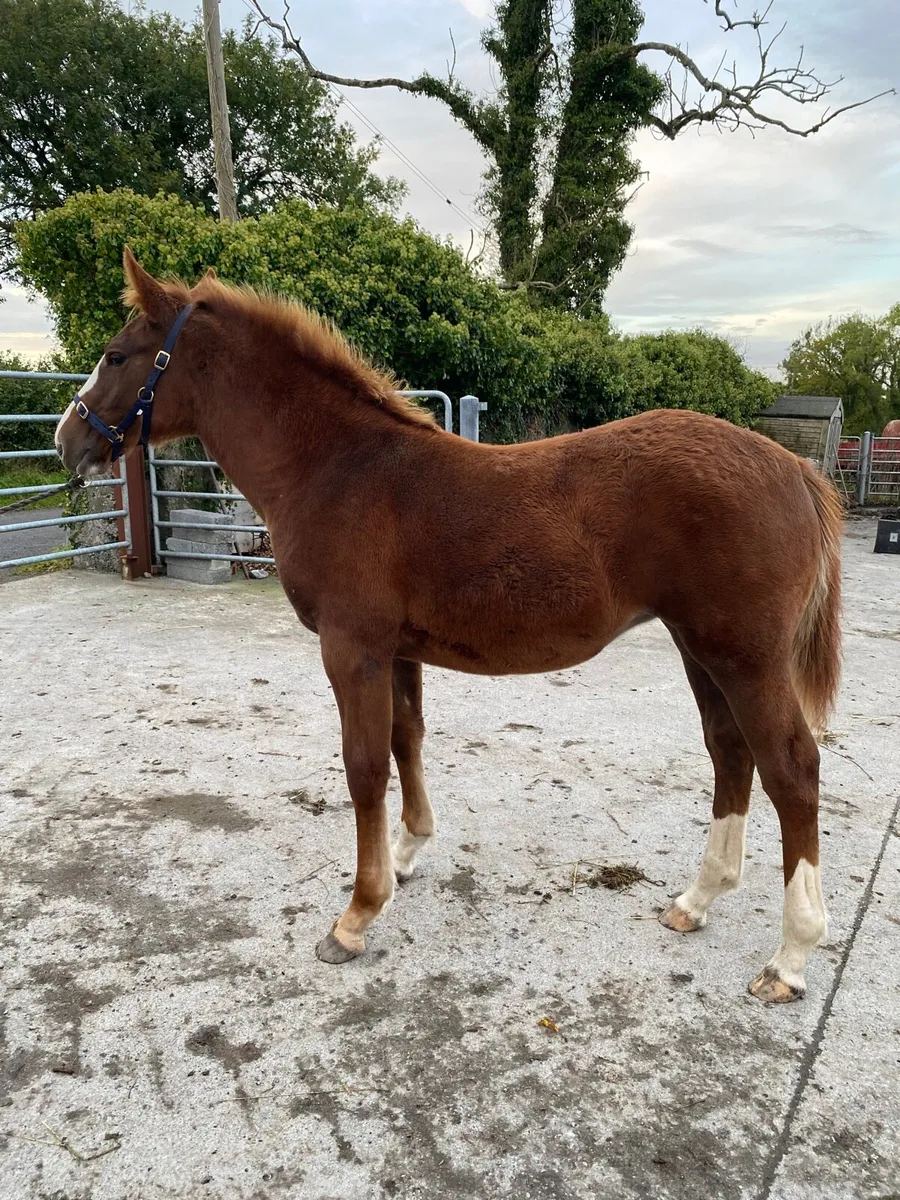 ID filly foal - Image 3